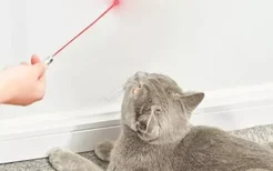 猫咪为什么喜欢激光笔