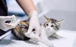 猫咪不打疫苗可以吗