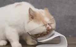 猫咪一天吃多少克食物